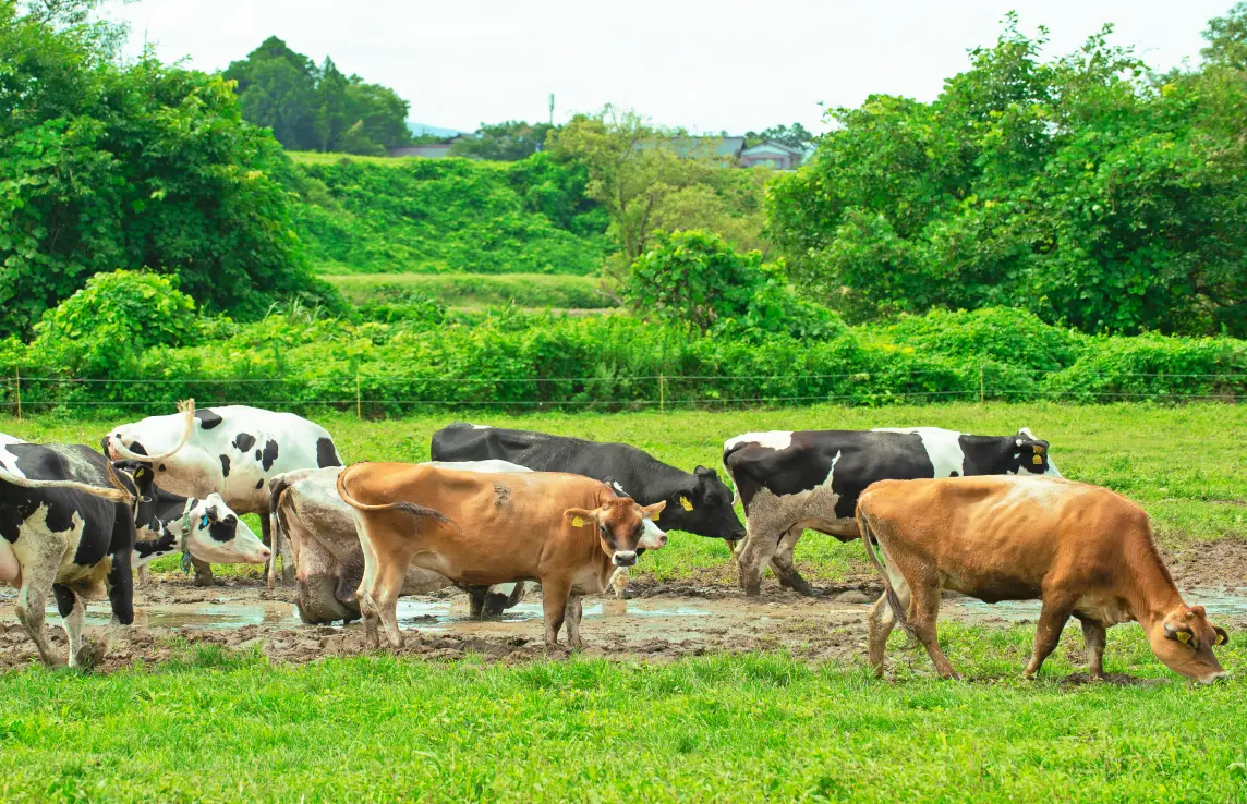竹田牧場の放牧写真